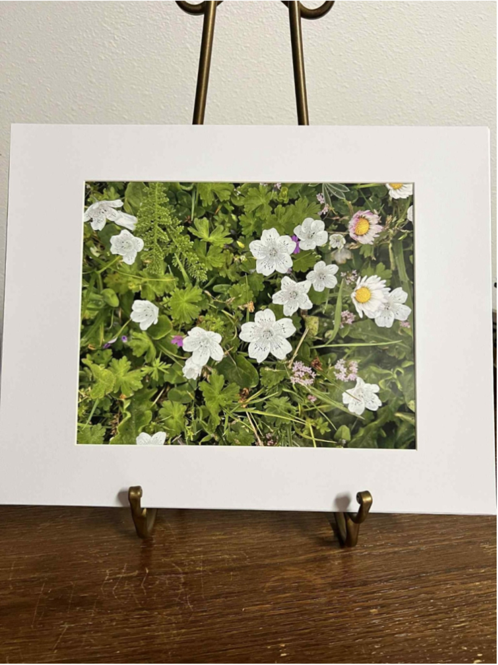 Baby Blue Eyes White Wildflowers Matted 8x10 Oregon Coastline Signed Print Bates